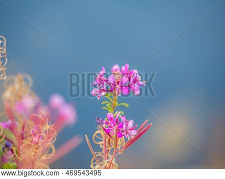 Flowers Of Fireweed, Chamaenerion Angostifolium On A Sunny Summer Day