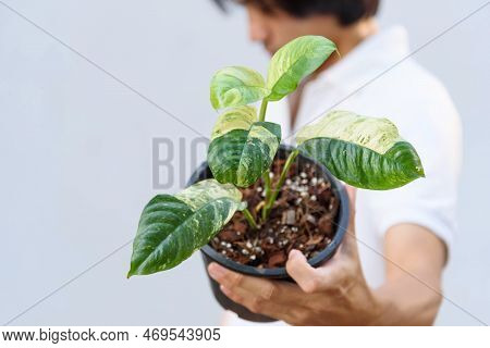 The Man Show Rhaphidophora Puberula Variegated In The Pot