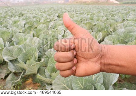 Finger Sign With Cabbage Farm For Deaf