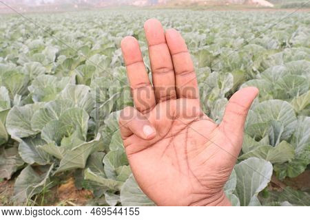 Finger Sign With Cabbage Farm For Deaf