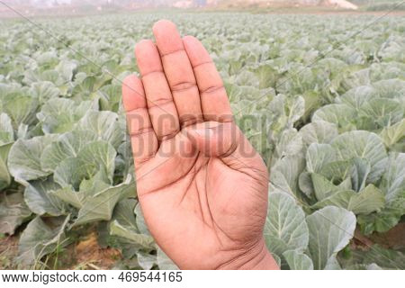 Finger Sign With Cabbage Farm For Deaf