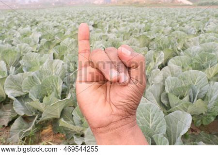 Finger Sign With Cabbage Farm For Deaf