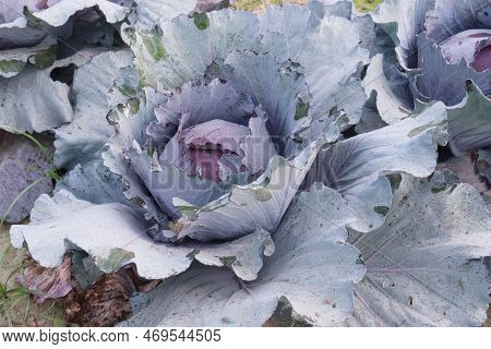 Cabbage On Farm For Harvest This Is Cash Crops