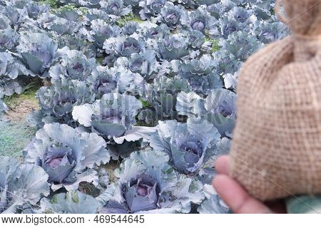 Money Bag With Cabbage Farm This Is Cash Crops