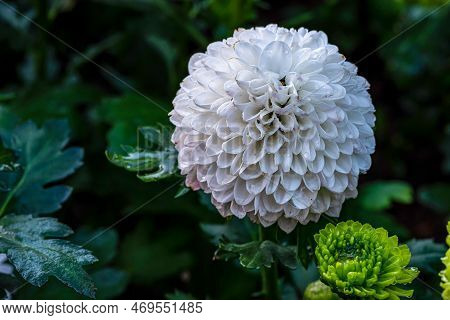 Pompon Dahlias Flowers In The Garden