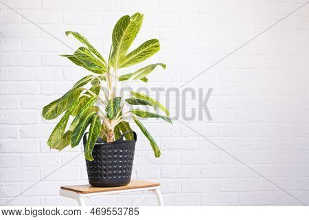 Aglaonema Close-up In The Interior On Table. Houseplant Growing And Caring For Indoor Plant, Green H