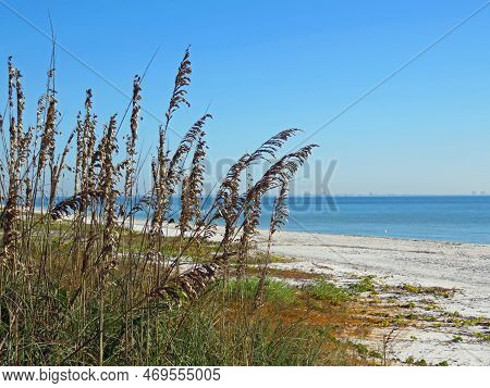 Sea Oats And Ocean Landscape Sanibel Island Florida