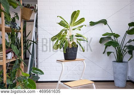 Aglaonema Close-up In The Interior On Table. Houseplant Growing And Caring For Indoor Plant, Green H