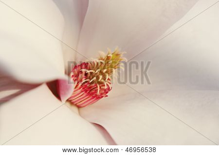 Fiore di Magnolia