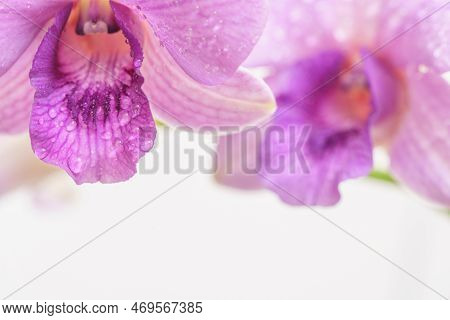 Close-up Macro Soft Focus Water Drop On Petal Purple Orchid Flowers Tropical Forest Plant Blossom Wh