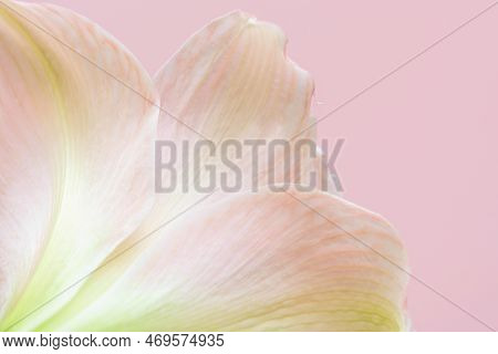 Close-up Macro Soft Focus On Petal Pink Amaryllis Flowers Tropical Forest Plant Blossom Pastel Backg