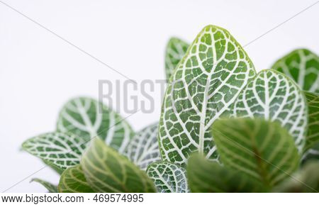 Close Up Macro Nature Exotic Bright Green Leave Texture Tropical Little Nerve Plant In Soft Light Bl