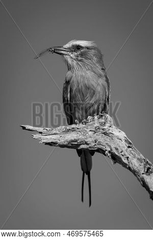 Mono Lilac-breasted Roller Holds Insect On Branch