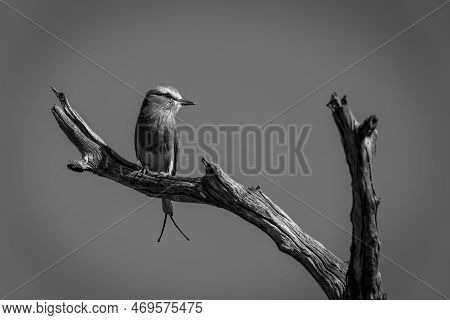 Mono Lilac-breasted Roller On Tree Turns Head
