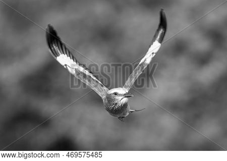 Mono Lilac-breasted Roller With Wings In V-shape