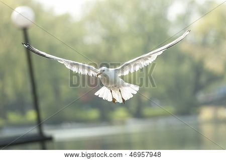Flying Seagull