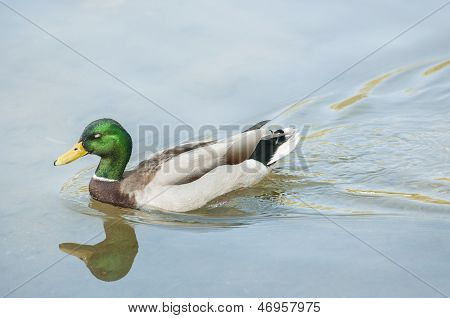 Canadian Loon