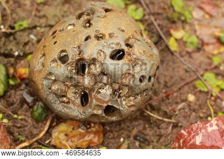 A Beach Rock With Paddock Holes In Garden With Red Rock