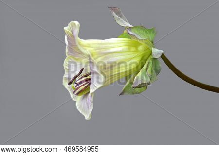 Cathedral Bell Vine Isolated On Grey Background