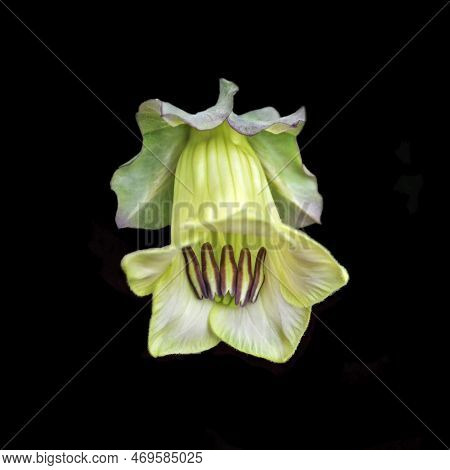 Cathedral Bell Flower Isolated On Black Background