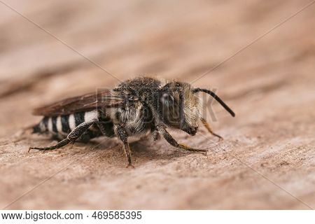 Detailed Closeup On A Male Sharp-tailed Cuckoo Cleptoparasitic Bee, Coelioxys Sitting On Wood