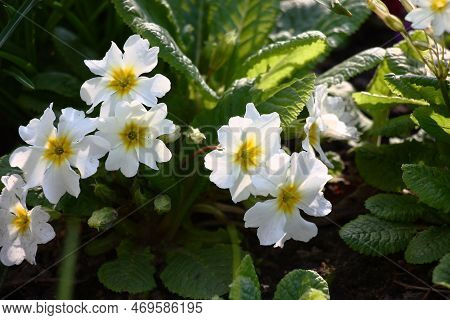 Solar Spring Day.primula Grows And Blossoms In White Flowers.