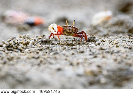 Fiddler Crabs, Ghost Crabs Orange Red Small Male Sea Crab Colorful One Claw Is Larger Used To Wave A