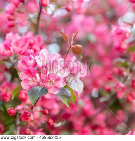 Beautiful Red Flowers On A Branch Of An Apple Tree Against The Background Of A Blurred Garden. Squar