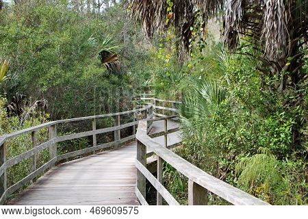 Natural Landscape Corkscrew Swamp Sanctuary Audubon Naples Florida