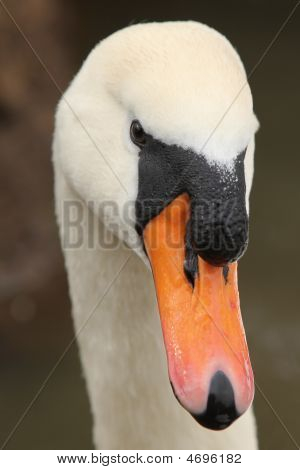 Cisne