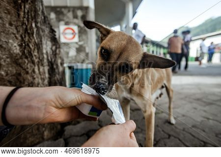 A Brown Stray Dog With A Poor And Thin Body. Eats Yogurt From The Hands Of People Walking Along The 
