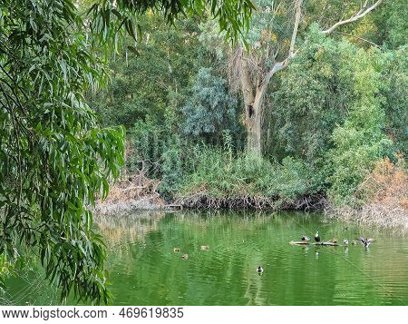 Beautiful Lake With Swimming Birds And Surrounding Trees At Athalassa National Park In Nicosia In Cy