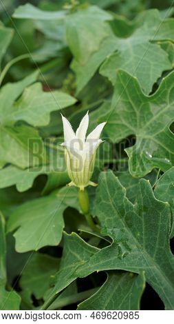 Beautiful White Flowers Of Coccinia Grandis Also Known As Ivy, Little Or Scarlet Gourd, Rashmato Etc