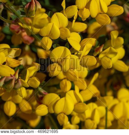 Lots Of Flowers With Yellow Petals Close-up. Flowers Of The Gorse Plant, Macro. The Plant Is In Bloo