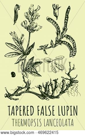 Drawings Of Tapered False Lupin . Hand Drawn Illustration. Latin Name Thermopsis Lanceolata.