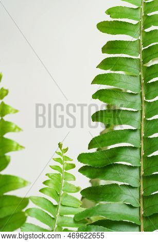 Close-up Macro Bright Green Leaves Fern Texture Tropical Forest Plant In White Background.biology Le