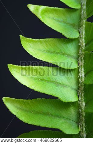 Close-up Macro Bright Green Leaves Fern Texture Tropical Forest Plant In Soft Focus Background.biolo