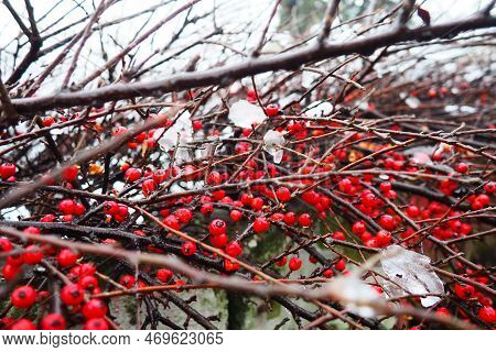 Cotoneaster Splayed Cotoneaster Divaricatus. Cotoneaster Is A Genus Of Non-thorny Shrubs, Less Often