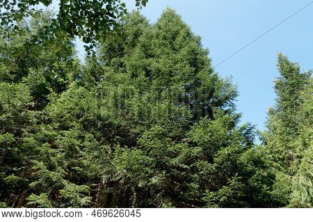 Fir Forest Landscape In Abetone Mountains In Summer . Tuscany, Italy