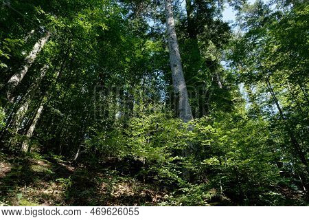 Beech Forest Landscape In Abetone Mountains In Summer . Tuscany, Italy