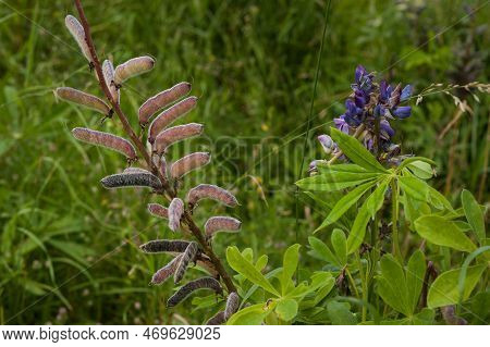 Aconitum Paniculatum, Aconitum Cammarum, Aconite, April With Seeds In Pods