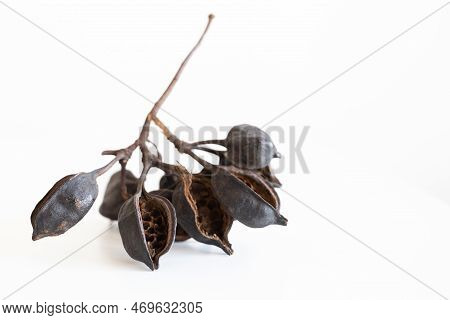Cluster Of Seeds Heterophyllous Brachychiton Populneus Eat Isolated On White Background