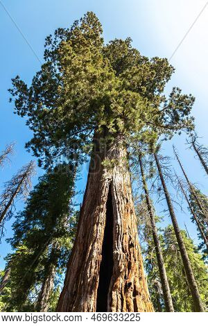 Giant Sequoia In Sequoia National Park In California, Usa