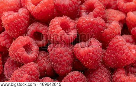 Fresh And Sweet Raspberries Background. Fresh Organic Ripe Raspberry. Bunch Of Red Raspberries. Top 