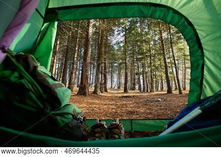 View From The Tent Inside On The Pine Forest In The Summer Landscape. Traveler Green Tent. Tourist T