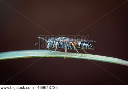 Image Of Little Bee Or Dwarf Bee(apis Florea) On The Green Leaf On A Natural Background. Insect. Ani
