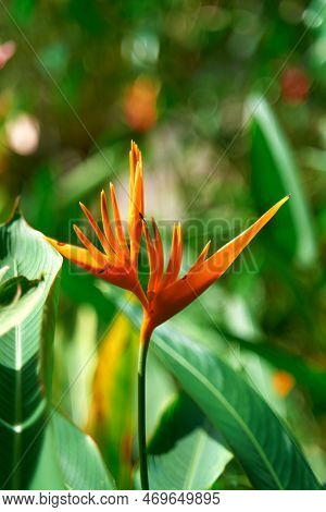 Exotic Flowers Of The Herb Hellconia Psittacorum In The Garden.