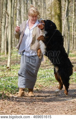 Big Angry Bernese Mountain Dog Attack And Bites The Woman
