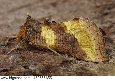 Detailed Closeup Of A Colorful Burnished Brass Moth Diachrysia Chrysitis, Sitting On Wood In The Gar