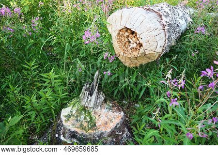 A Tree Gnawed By A Beaver. Damaged Bark And Wood. The Work Of A Beaver For The Construction Of A Dam
